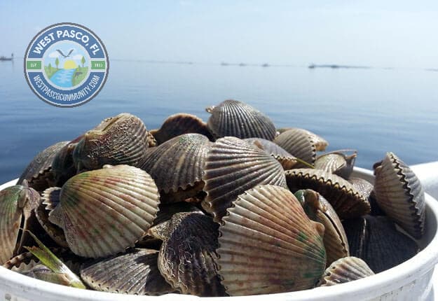 Pasco County's Scalloping Season Begins with Expanded Schedule