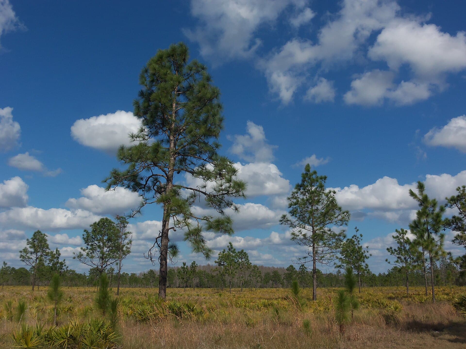 Pasco County Opens Registration for 1,500 Free Trees, New Lottery Replaces First-Come Rush